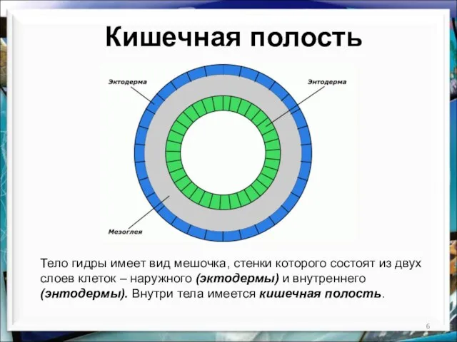 Кишечная полость Тело гидры имеет вид мешочка, стенки которого состоят из