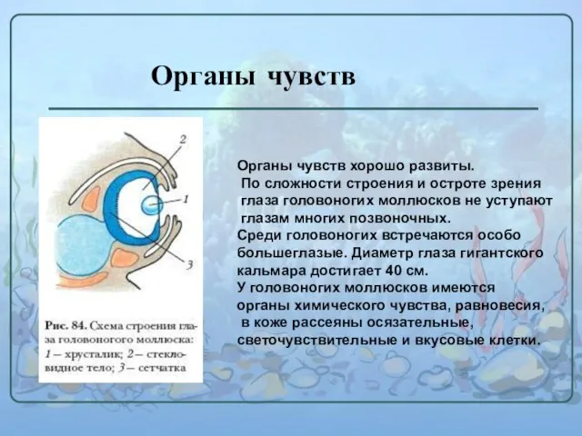 Органы чувств Органы чувств хорошо развиты. По сложности строения и остроте