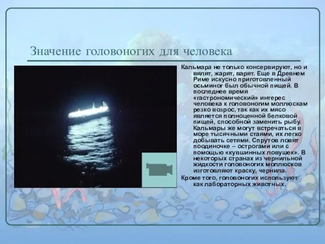 Значение головоногих для человека Кальмара не только консервируют, но и вялят,