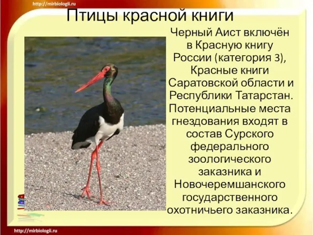 Птицы красной книги Черный Аист включён в Красную книгу России (категория