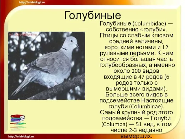 Голубиные Голубиные (Columbidae) — собственно «голуби». Птицы со слабым клювом средней