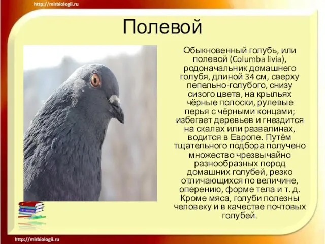 Полевой Обыкновенный голубь, или полевой (Columba livia), родоначальник домашнего голубя, длиной