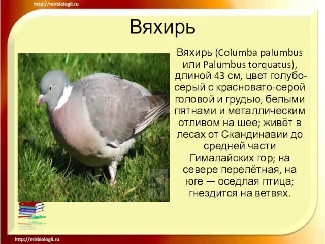 Вяхирь Вяхирь (Columba palumbus или Palumbus torquatus), длиной 43 см, цвет