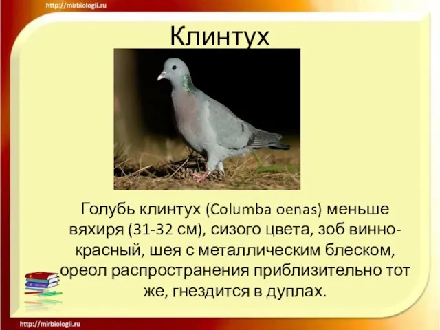 Клинтух Голубь клинтух (Columba oenas) меньше вяхиря (31-32 см), сизого цвета,