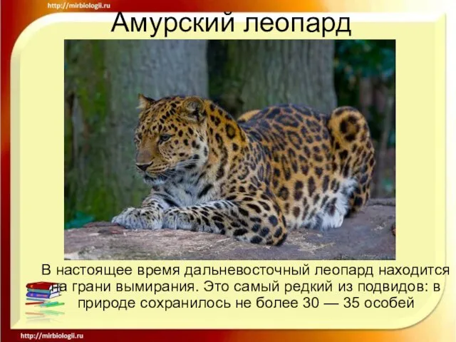 Амурский леопард В настоящее время дальневосточный леопард находится на грани вымирания.