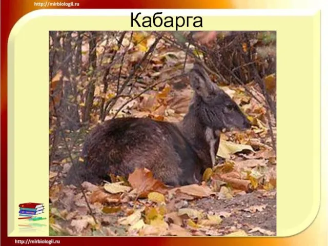 Кабарга