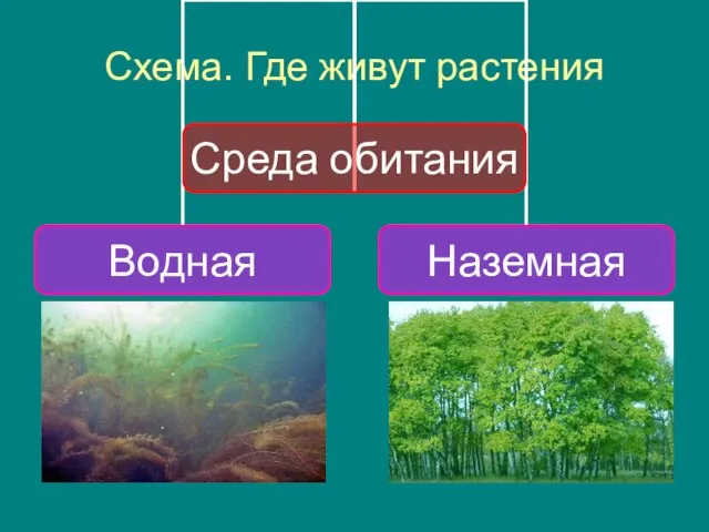 Схема. Где живут растения