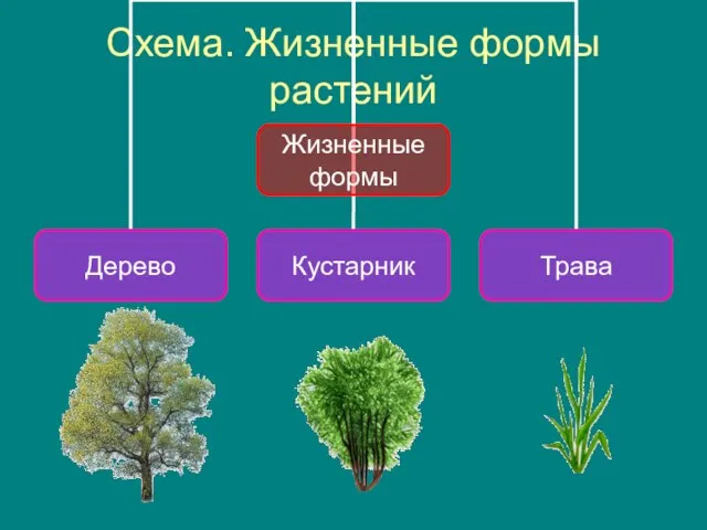 Схема. Жизненные формы растений