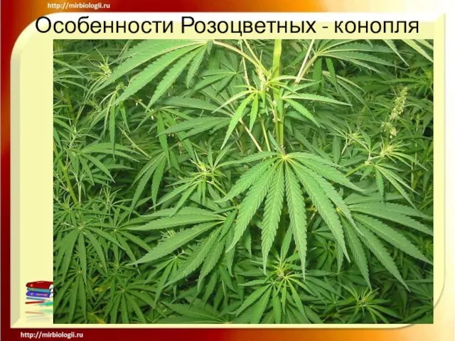 Особенности Розоцветных - конопля .