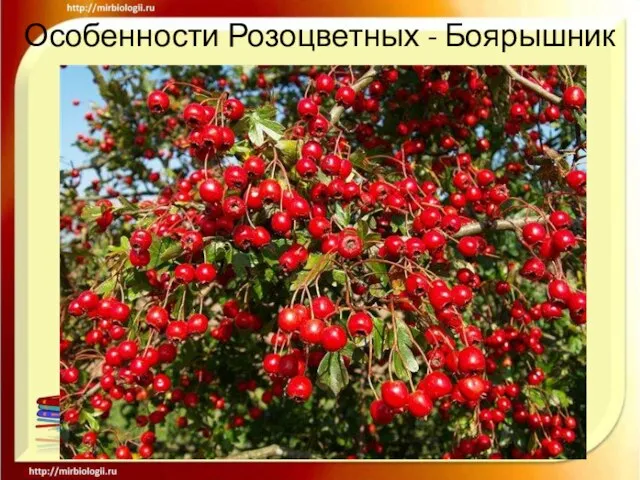 Особенности Розоцветных - Боярышник .