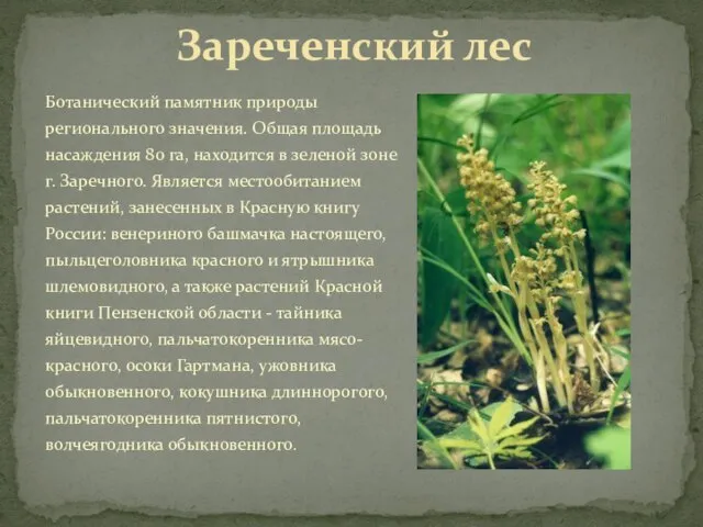 Ботанический памятник природы регионального значения. Общая площадь насаждения 80 га, находится