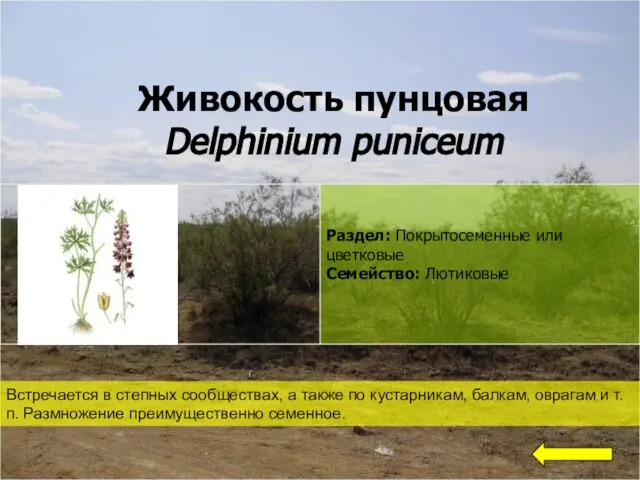 Живокость пунцовая Delphinium puniceum Встречается в степных сообществах, а также по