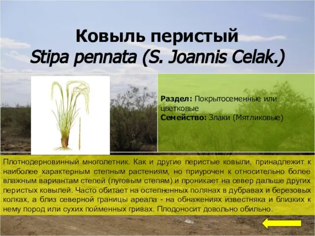 Ковыль перистый Stipa pennata (S. Joannis Celak.) Плотнодерновинный многолетник. Как и