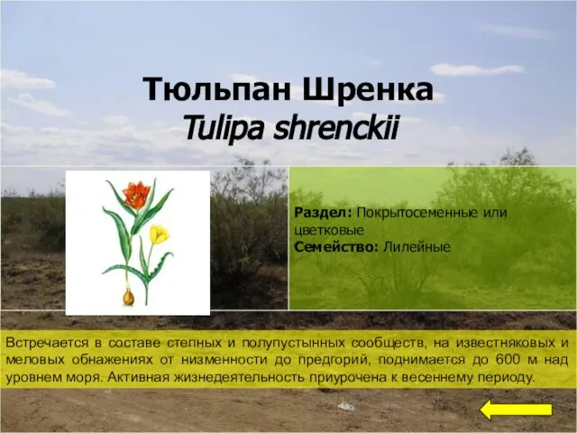 Тюльпан Шренка Tulipa shrenckii Встречается в составе степных и полупустынных сообществ,