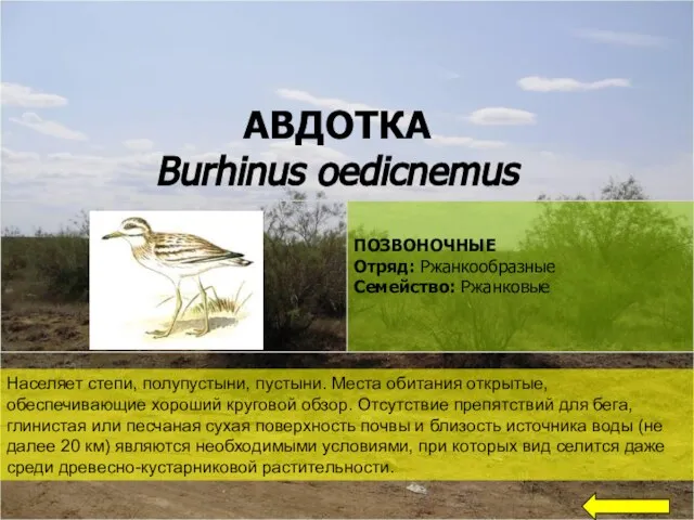 АВДОТКА Burhinus oedicnemus Населяет степи, полупустыни, пустыни. Места обитания открытые, обеспечивающие