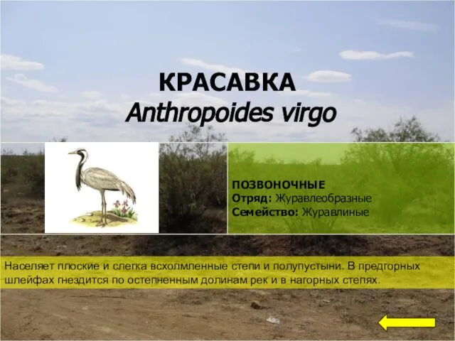 КРАСАВКА Anthropoides virgo Населяет плоские и слегка всхолмленные степи и полупустыни.