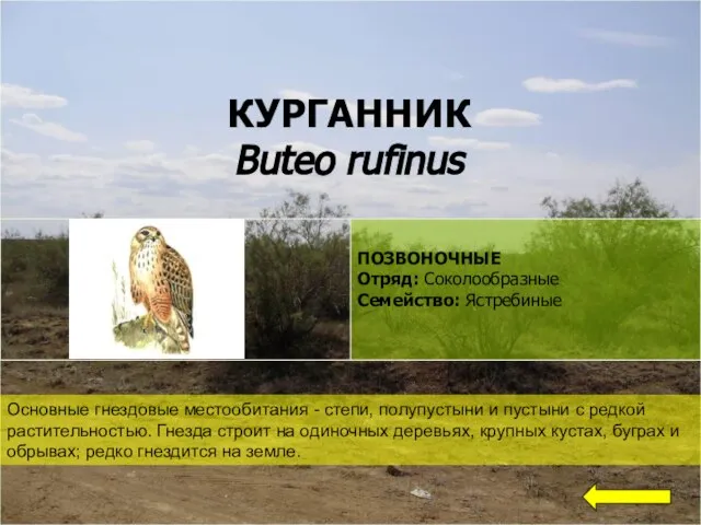 КУРГАННИК Buteo rufinus Основные гнездовые местообитания - степи, полупустыни и пустыни