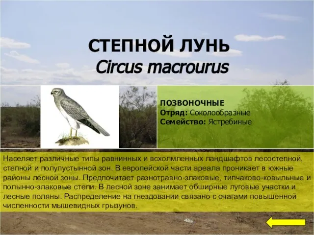 СТЕПНОЙ ЛУНЬ Circus macrourus Населяет различные типы равнинных и всхолмленных ландшафтов