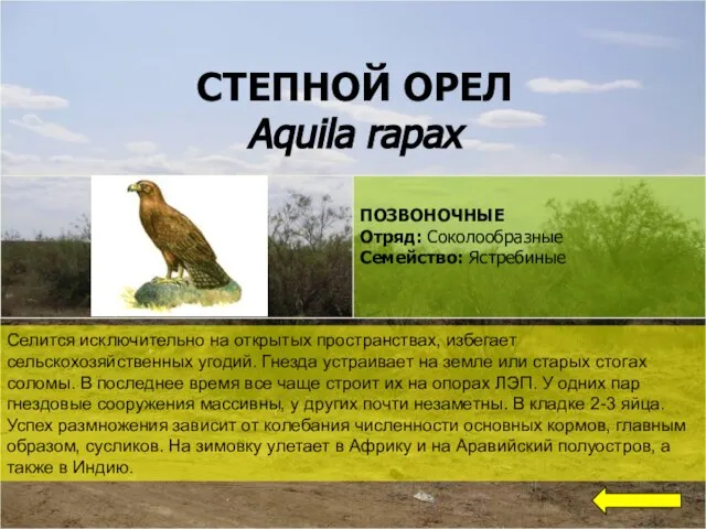 СТЕПНОЙ ОРЕЛ Aquila rapax Селится исключительно на открытых пространствах, избегает сельскохозяйственных
