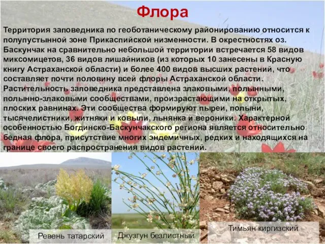 Флора Территория заповедника по геоботаническому районированию относится к полупустынной зоне Прикаспийской