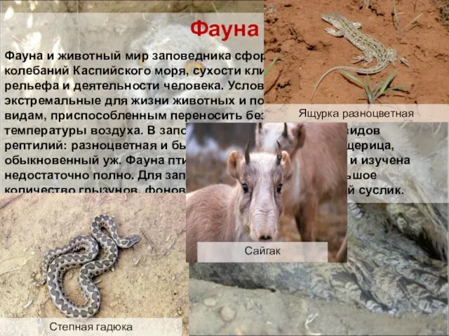 Фауна Фауна и животный мир заповедника сформировались под влиянием колебаний Каспийского