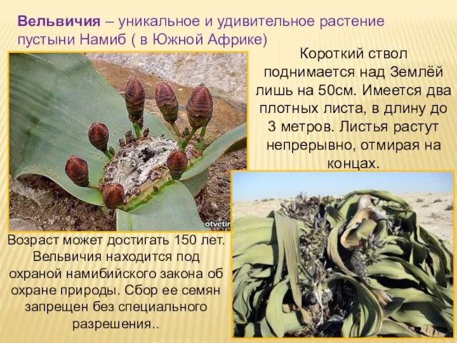 Вельвичия – уникальное и удивительное растение пустыни Намиб ( в Южной