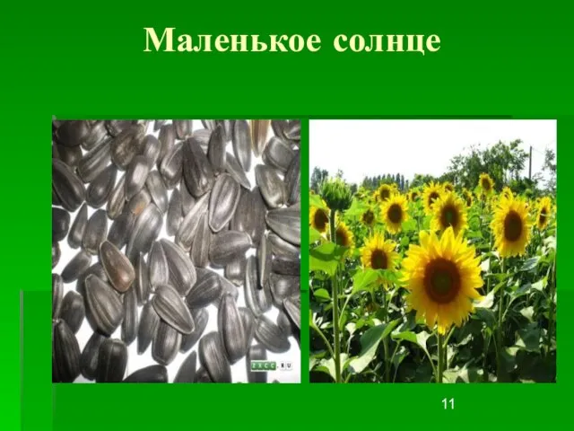 Маленькое солнце