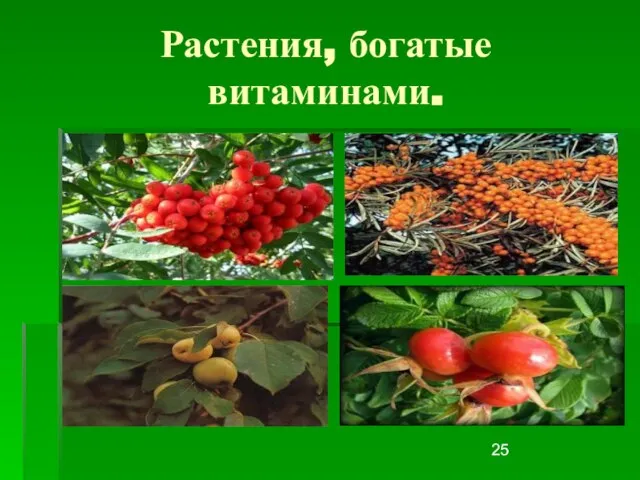 Растения, богатые витаминами.