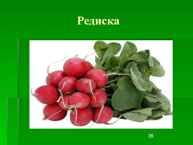 Редиска