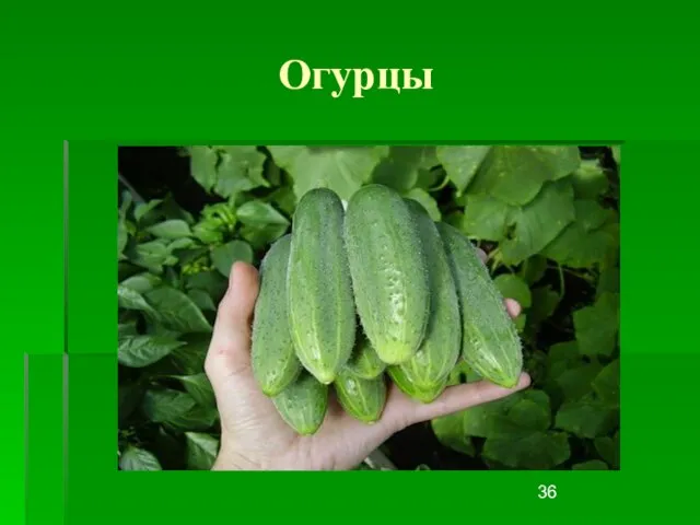 Огурцы