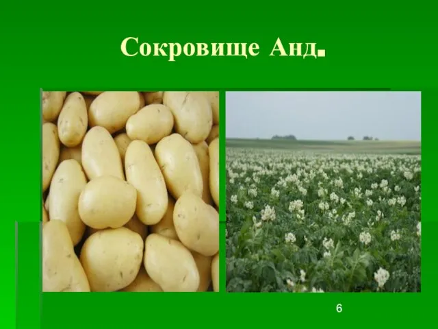 Сокровище Анд.