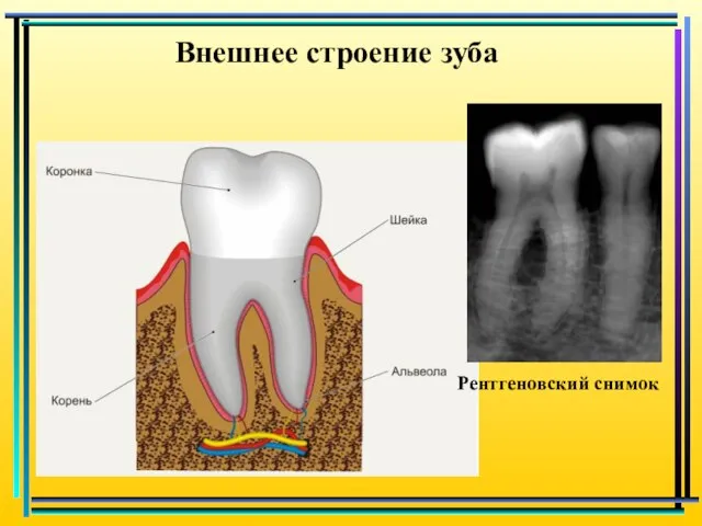 Внешнее строение зуба Рентгеновский снимок