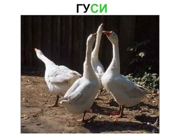 ГУСИ