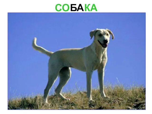 СОБАКА