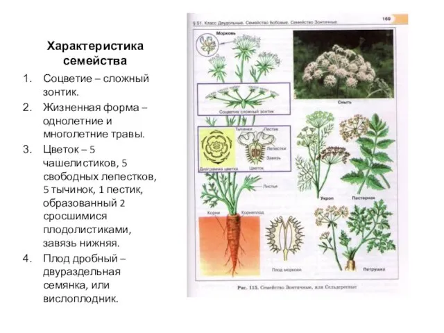 Характеристика семейства Соцветие – сложный зонтик. Жизненная форма – однолетние и