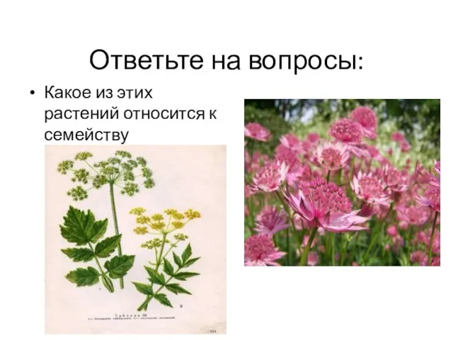 Ответьте на вопросы: Какое из этих растений относится к семейству зонтичные?