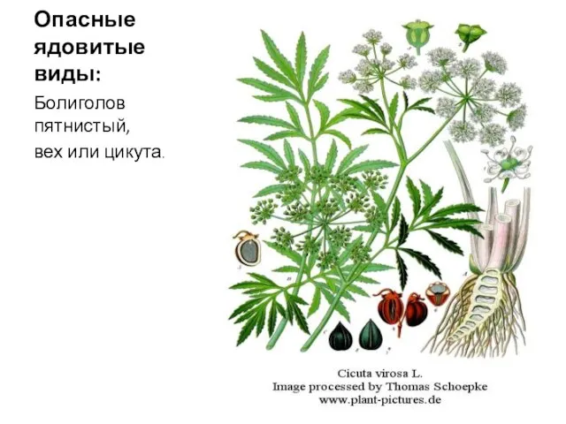 Опасные ядовитые виды: Болиголов пятнистый, вех или цикута.