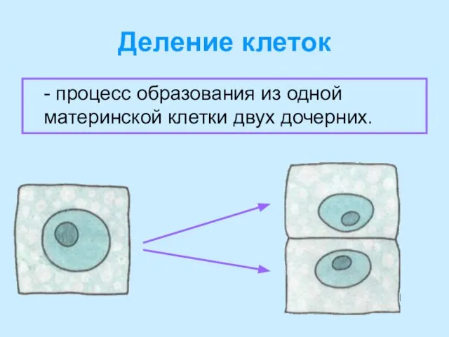 Деление клеток - процесс образования из одной материнской клетки двух дочерних.
