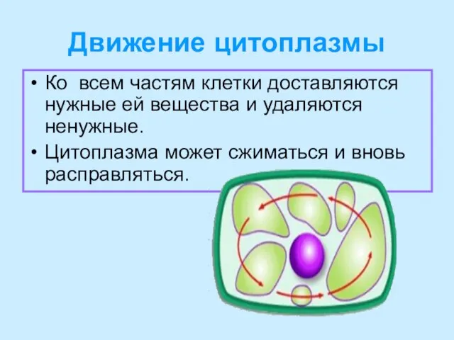 Движение цитоплазмы Ко всем частям клетки доставляются нужные ей вещества и