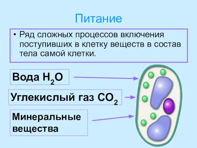 Питание Ряд сложных процессов включения поступивших в клетку веществ в состав