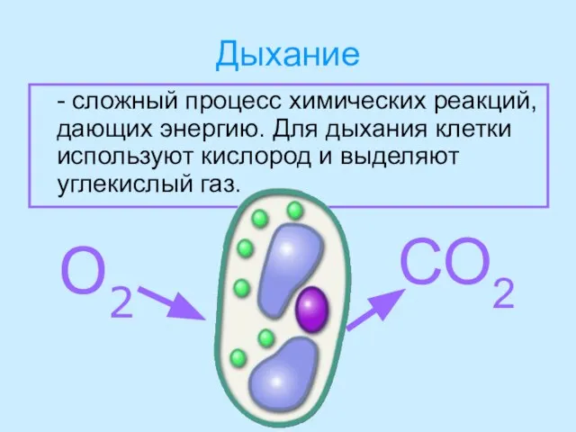 Дыхание - сложный процесс химических реакций, дающих энергию. Для дыхания клетки