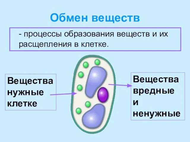 Обмен веществ - процессы образования веществ и их расщепления в клетке.