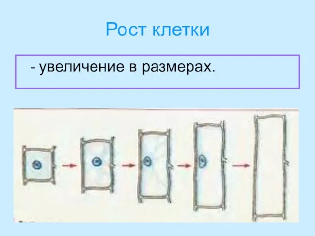 Рост клетки - увеличение в размерах.