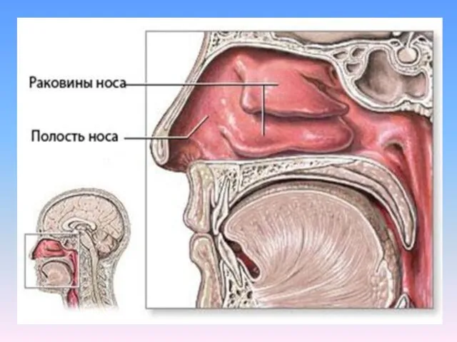 Носовая полость