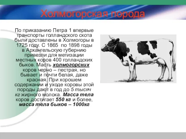 Холмогорская порода По приказанию Петра 1 впервые транспорты голландского скота были