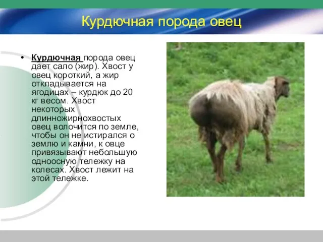 Курдючная порода овец Курдючная порода овец дает сало (жир). Хвост у