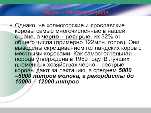 Черно – пестрая порода Однако, не холмогорские и ярославские коровы самые