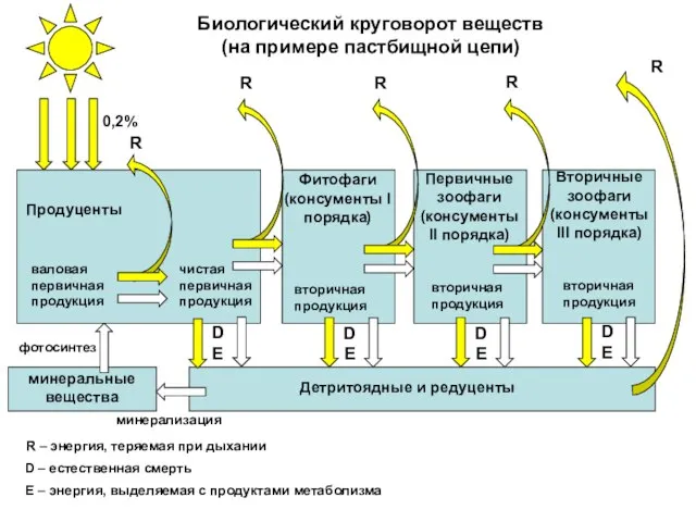 Продуценты Первичные зоофаги (консументы II порядка) Фитофаги (консументы I порядка) Вторичные