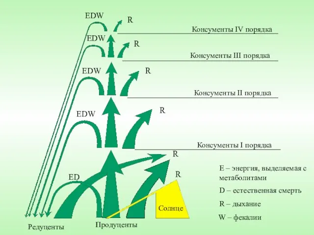 R R R R R EDW EDW EDW EDW ED Редуценты