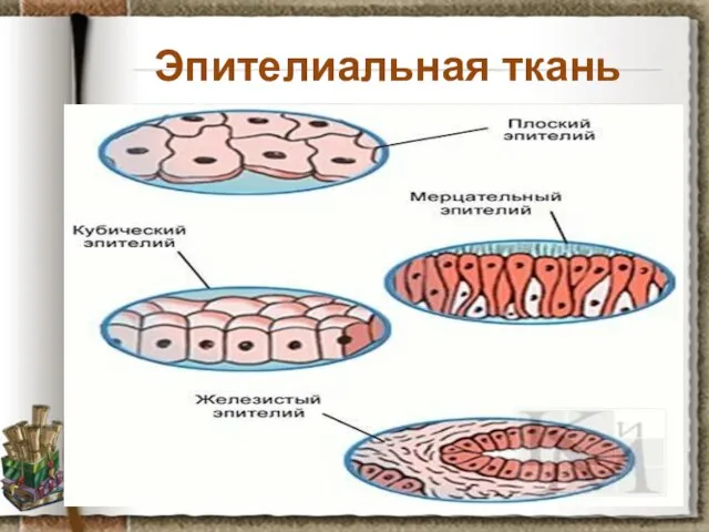 Эпителиальная ткань Задание: рассмотрите препарат эпителиальной ткани, установите черты ее строения,